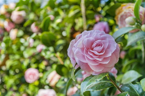 Wentworth Rose - Kalgoorlie Accommodation 0