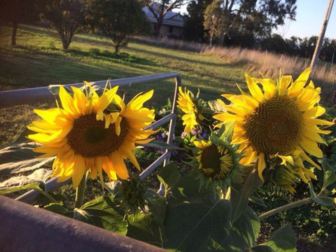 Abington Farm B & B - Kalgoorlie Accommodation 4