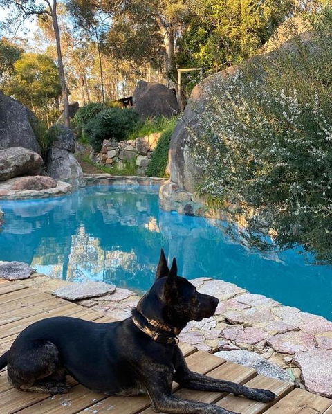 A Paradise For Dogs And A Magical Retreat For Hoomans - Kalgoorlie Accommodation 4
