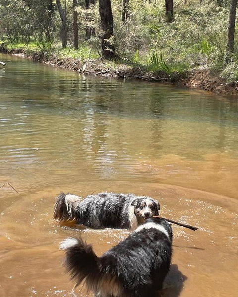 A Paradise For Dogs And A Magical Retreat For Hoomans - Kalgoorlie Accommodation 2
