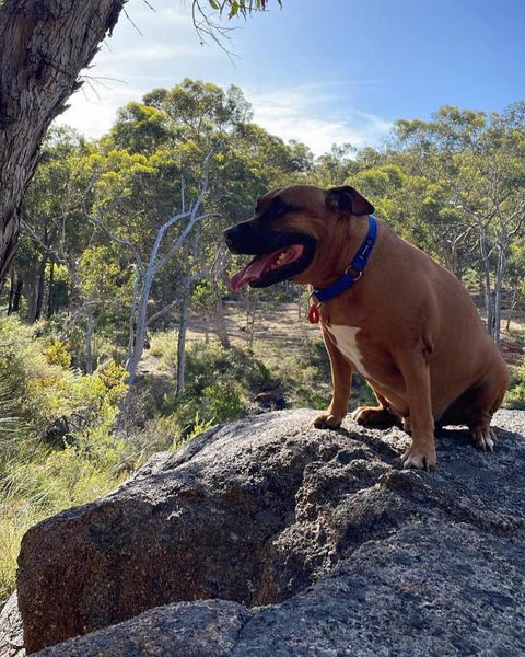 A Paradise For Dogs And A Magical Retreat For Hoomans - Kalgoorlie Accommodation 3