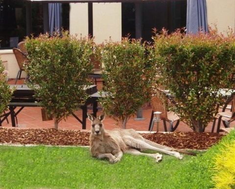 Alpha Hotel Canberra - Kalgoorlie Accommodation 3