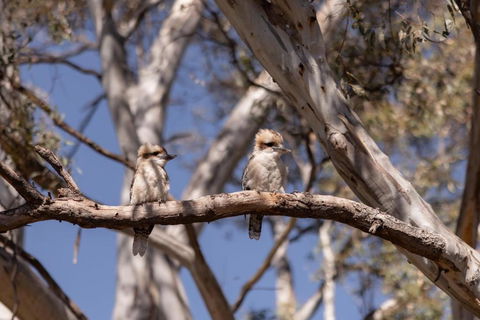 Avoca Cottages VICTORIA - Kalgoorlie Accommodation 2