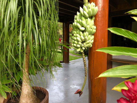 Daintree Manor B&B - Kalgoorlie Accommodation 10