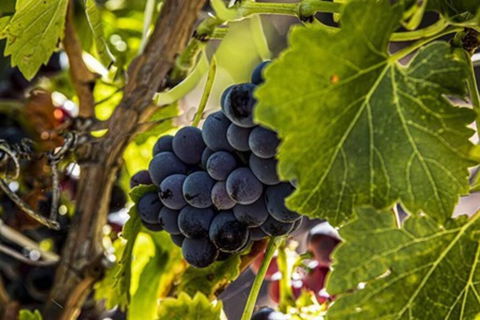 CASALE COTTAGE Barossa Valley - Kalgoorlie Accommodation 4