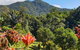 A Daintree Garden - thumb 3