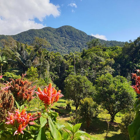 A Daintree Garden - Kalgoorlie Accommodation 3
