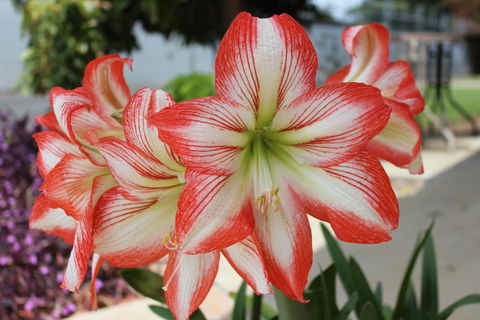 Golden Harvest Motor Inn Moree - Kalgoorlie Accommodation 3