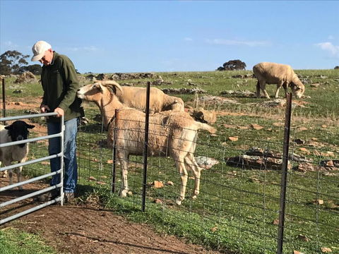 Gilgraves Vineyard Farmstay - Kalgoorlie Accommodation 1
