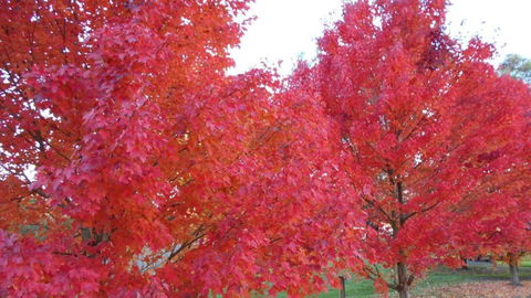 HEALESVILLE GETAWAY - Kalgoorlie Accommodation 0