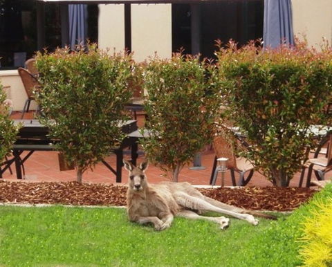 Alpha Hotel Canberra - Kalgoorlie Accommodation 1