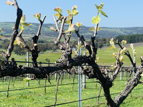 Amongst The Vines Deluxe Retreat - Kalgoorlie Accommodation 1