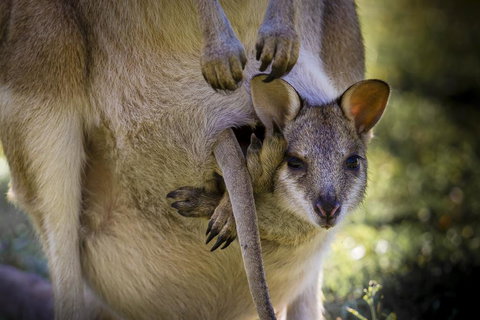 Bamurru Plains - Kalgoorlie Accommodation 3