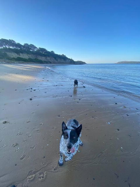 Salty Paws Dog Friendly Luxe Cottage - Kalgoorlie Accommodation 3