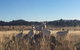 Big Tiny Altitude Tiny House Experience - thumb 1
