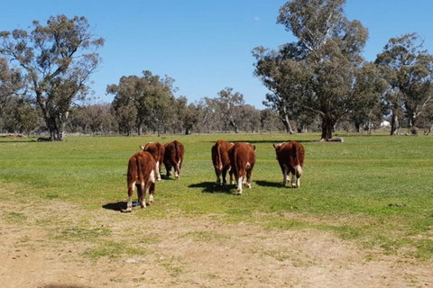 Big Tiny Jindera Park - Kalgoorlie Accommodation 1