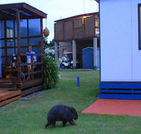 BIG4 Kelso Sands Holiday  Native Wildlife Park