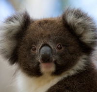 Bimbi Park - Camping Under Koalas