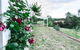 The Pine Tree Cottage - Charming Cottage Close To Canberra - thumb 3