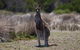 Great Ocean Road Tour With Lunch - thumb 1
