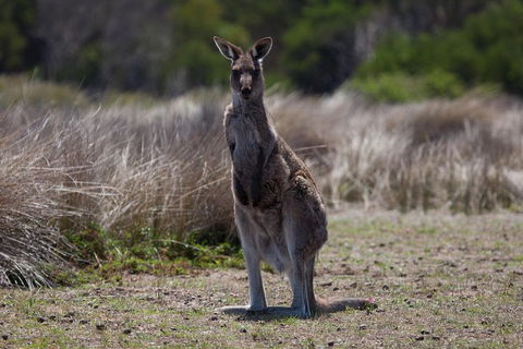 Great Ocean Road Tour With Lunch - Kalgoorlie Accommodation 1
