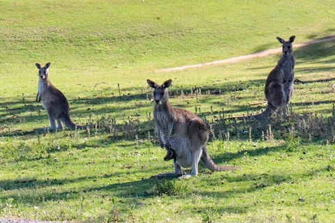 Great Ocean Road Tour With Lunch - Kalgoorlie Accommodation 2
