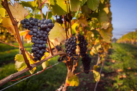 Full Day Tamar Valley Wine Tour - Kalgoorlie Accommodation 0