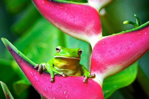 3-Day Best Of Cairns Combo: The Daintree Rainforest, Great Barrier Reef, And Kuranda - Kalgoorlie Accommodation 0
