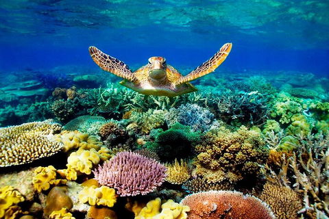 3-Day Best Of Cairns Combo: The Daintree Rainforest, Great Barrier Reef, And Kuranda - Kalgoorlie Accommodation 1