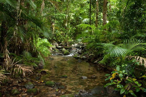 Cairns Reef And Rainforest Combo: Daintree Rainforest And The Great Barrier Reef - Kalgoorlie Accommodation 1