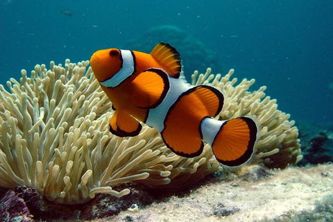 Cairns Reef And Rainforest Combo: Daintree Rainforest And The Great Barrier Reef - Kalgoorlie Accommodation 2