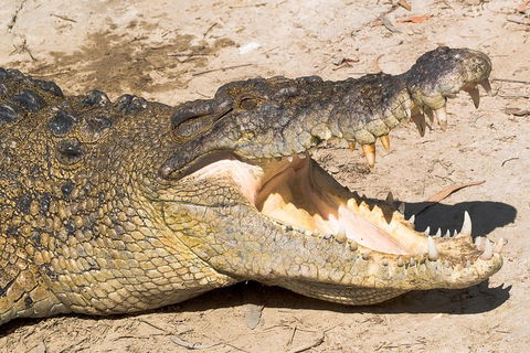 Cape Tribulation, Mossman Gorge, And Daintree Rainforest Premium Day Tour - Kalgoorlie Accommodation 1