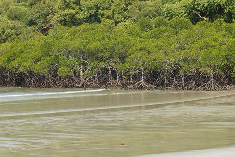 Cape Tribulation, Mossman Gorge, And Daintree Rainforest Premium Day Tour - Kalgoorlie Accommodation 4