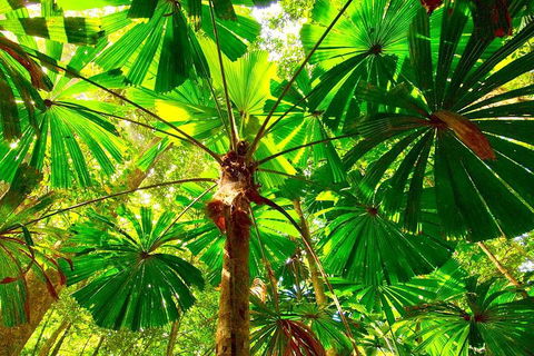 Private Daintree National Park Day Tour From Cairns Including Cape Tribulation And Mossman Gorge - Kalgoorlie Accommodation 3