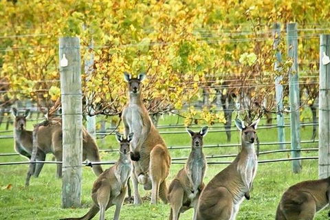 Three Day Charter Margaret River Region (inbound Melbourne Travelers) - Kalgoorlie Accommodation 5