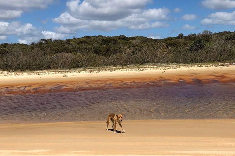 Pippies 3 Days 2 Nights Fraser Island Tour - Kalgoorlie Accommodation 2