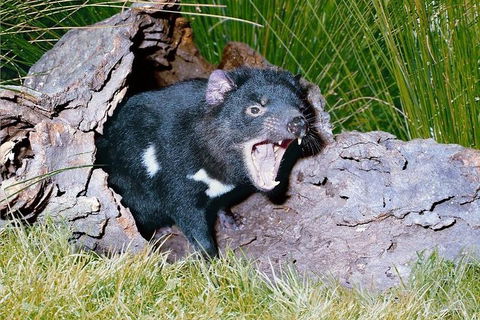 Private Blue Mountains Tour With Kangaroo And Koala Experience - Kalgoorlie Accommodation 0