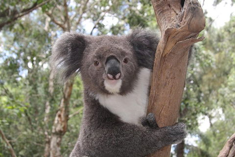 Private Blue Mountains Tour With Kangaroo And Koala Experience - Kalgoorlie Accommodation 2