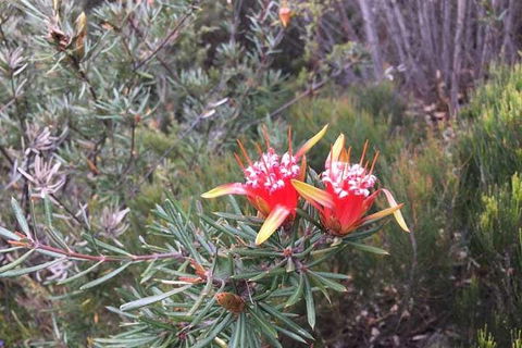 Private Blue Mountains Tour With Kangaroo And Koala Experience - Kalgoorlie Accommodation 4