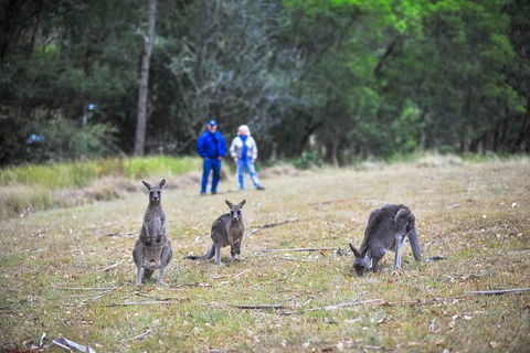 Private Blue Mountains And Winery Day-Trip From Sydney - Kalgoorlie Accommodation 5