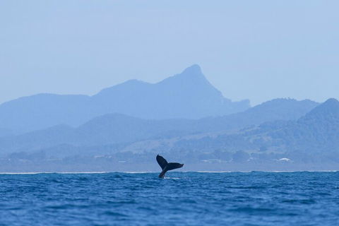 The Byron Bay Sea Kayak Tour - Kalgoorlie Accommodation 0