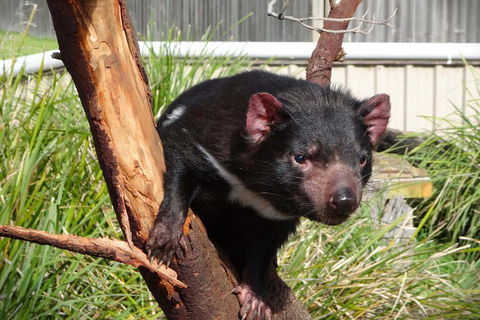 Tasmania 4 Day East Coast + Launceston - Kalgoorlie Accommodation 2