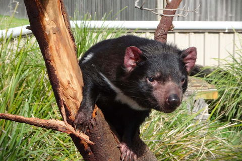 6-Day Tasmania Small-Group Guided Tour With Gourmet Food - Kalgoorlie Accommodation 1