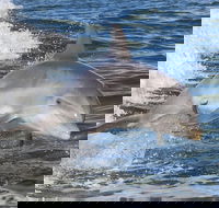 Noosa Oceanrider Scenic Dolphin Safari - Kalgoorlie Accommodation