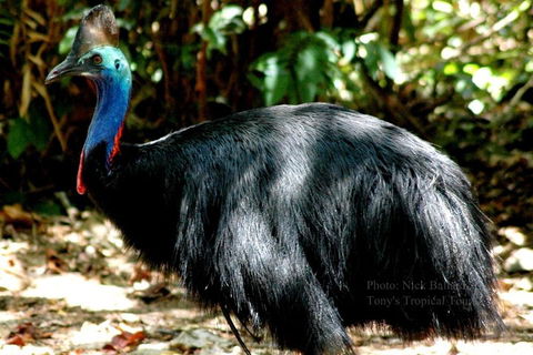 Daintree Rainforest, Cape Tribulation, Mossman Gorge Small-Group Day Tour - Kalgoorlie Accommodation 3