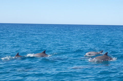 Noosa Wild Dolphin Safari - Kalgoorlie Accommodation 5