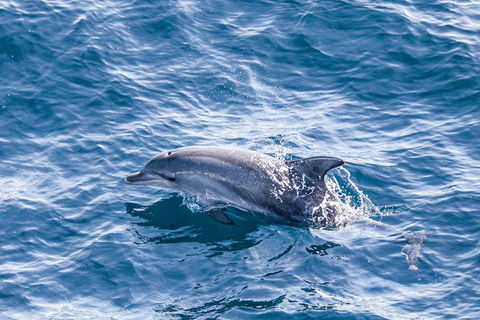 All Inclusive Dolphin And Tangalooma Wrecks Cruise - Kalgoorlie Accommodation 1