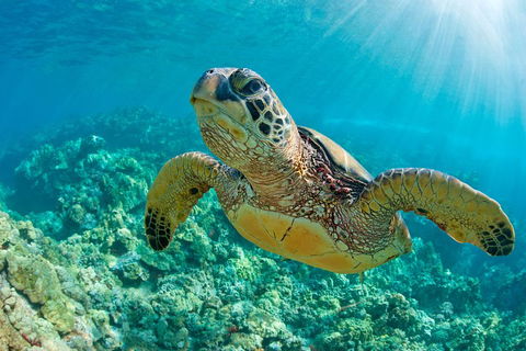 All Inclusive Tangalooma Wrecks Cruise Tour From Gold Coast - Kalgoorlie Accommodation 4