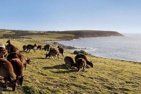 Kangaroo Island Personal Group Tours - Kalgoorlie Accommodation 0