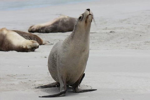 Kangaroo Island Personal Group Tours - Kalgoorlie Accommodation 4